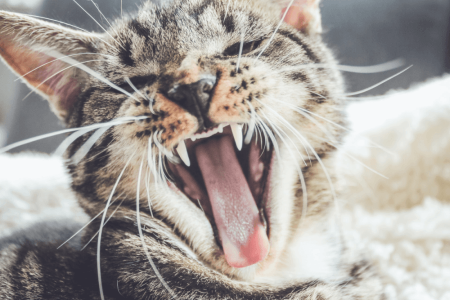 Mal humor - Beneficios de dormir