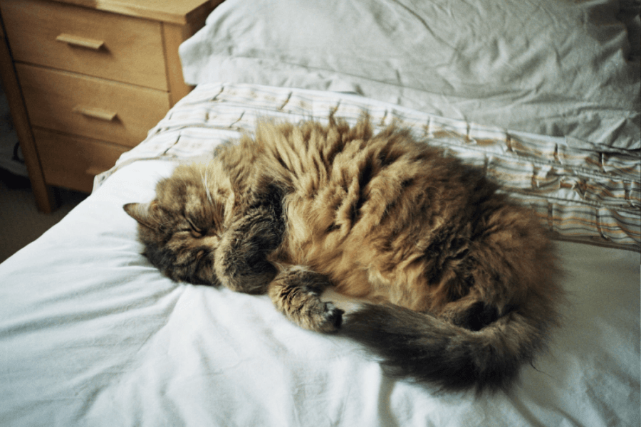 12 Técnicas Para Dormir 4 Gato durmiendo la siesta