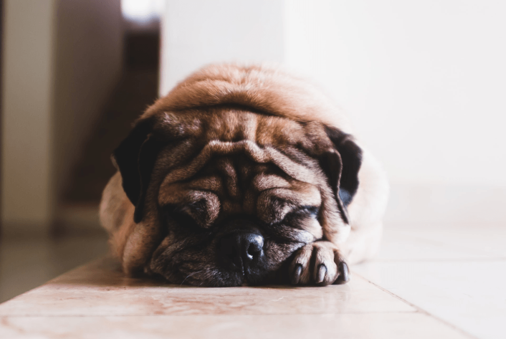 Perro con apnea del sueño